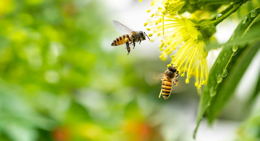 It's World Honey Bee Day!