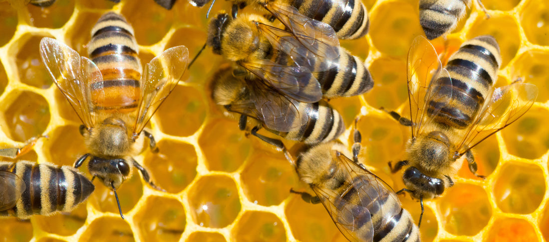 What’s with the honeycomb shape?